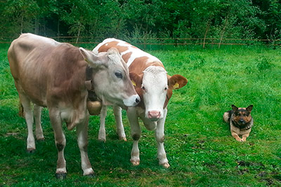 Viehhaltung am Bachwiesl Hof